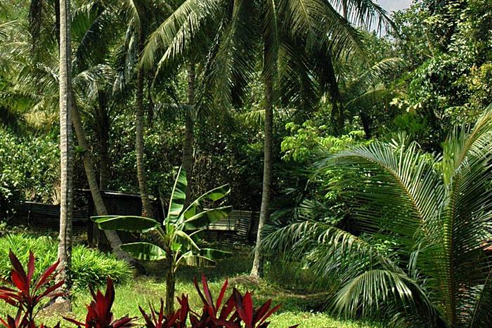 Ein üppiger Garten mit Palmen.